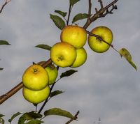 Api æbler i november